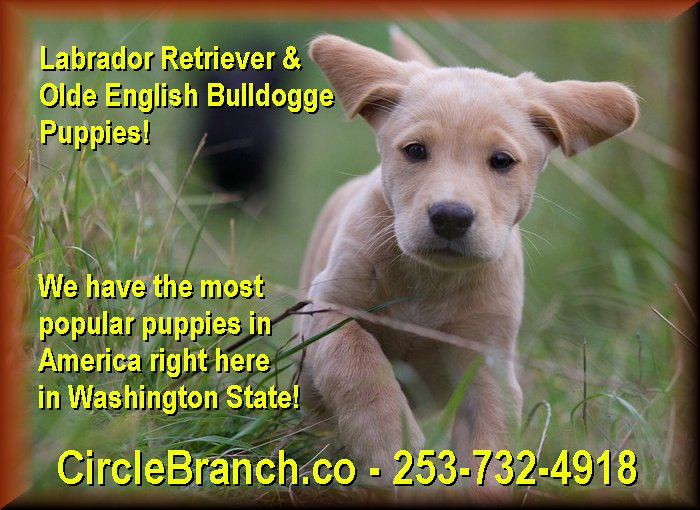 Labrador Retrievers & Olde English Bulldogges Puppies - image.